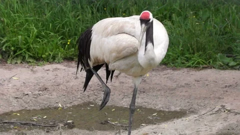 The Japanese crane Video stock 107700542