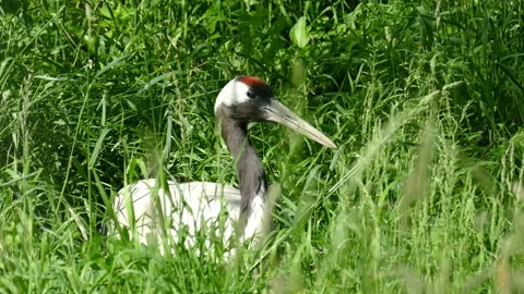 Japanese crane Video stock 118252062