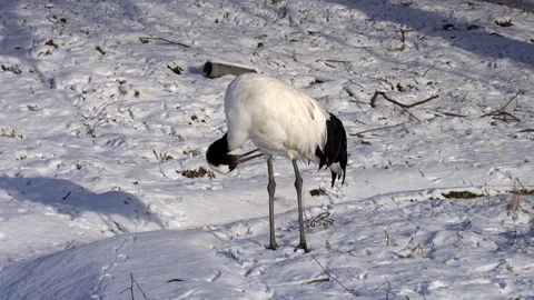 Japanese crane. 動画素材 123895874