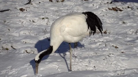 Japanese crane. Video stock 123896327