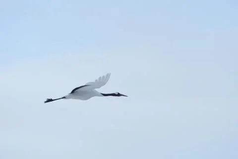 Japanese crane Stock Photos