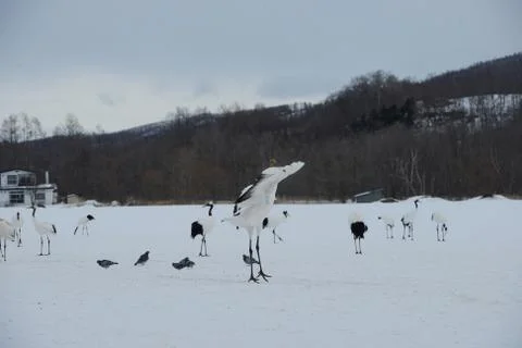 Japanese crane Stock Photos