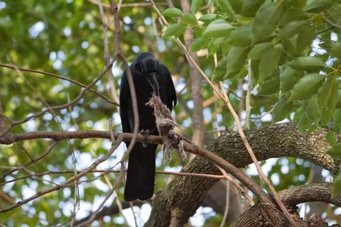 Japanese crow Stock Photos