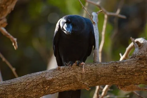 Japanese crow Stock Photos