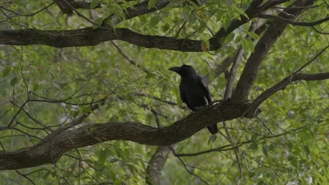 Japanese crow in a tree Stock Footage 221720620