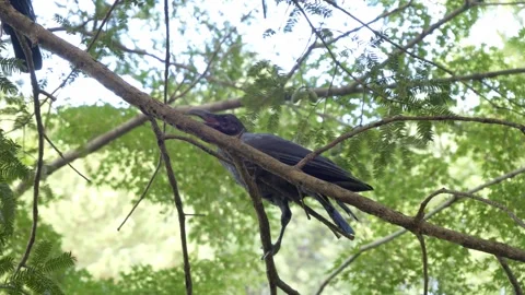 Japanese Crows On The Tree Branch Stock Footage 337389865