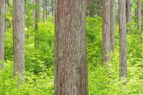 Japanese cypress (hinoki) forest, Kiso in Nagano, Japan Stock Photos