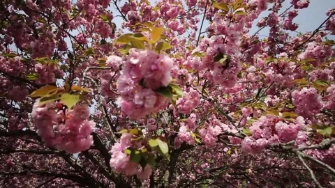 Japanese decorative cherry Stock Footage 136048175