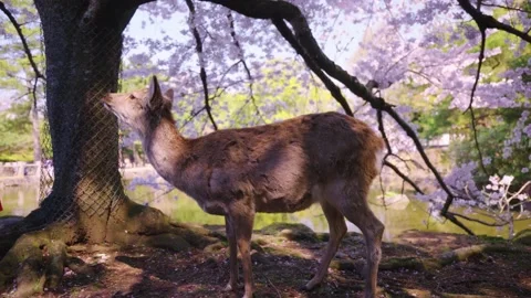 Japanese Deer in Spring, Sakura in Background, Cute Licking Snout Stock Footage 336810194