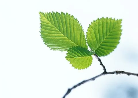 Japanese Elm Stock Photos