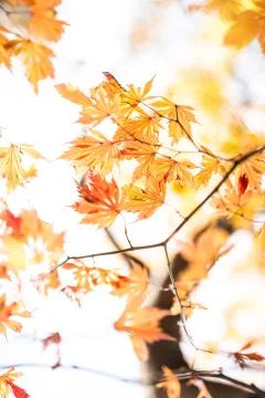 Japanese Fall Foliage Stock Photos