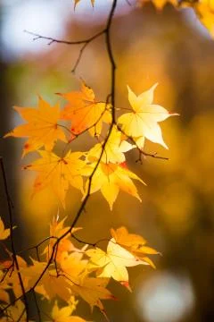 Japanese Fall Foliage Stock Photos