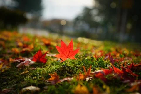 Japanese Fall Foliage Stock Photos