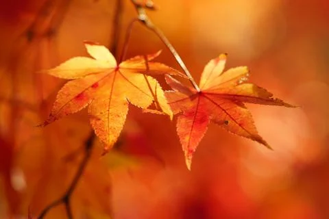 Japanese Fall Foliage Stock Photos