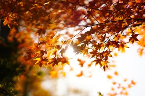 Japanese Fall Foliage Stock Photos