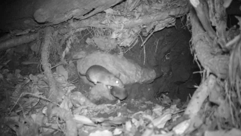 A Japanese field mouse carrying another mouse Stock Footage 197586202