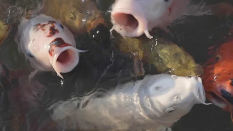 Japanese fish  Stock Footage 126573084