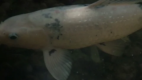 Japanese fish in river Stock Footage 128252078