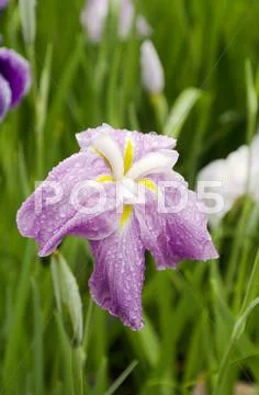 Japanese flower Stock Photos