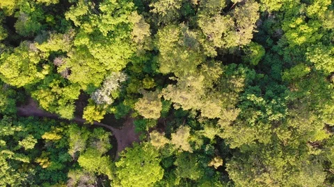 Japanese forest clearing. Stock Footage 111983596
