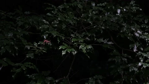 Japanese forest in the daytime Video stock 156652099
