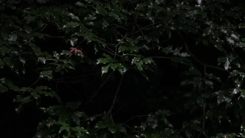 Japanese forest in the daytime Video stock 156652232