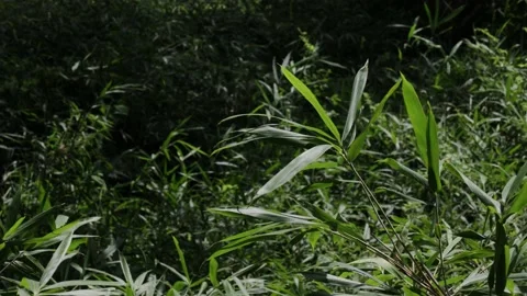 Japanese forest in the daytime Video stock 156652241