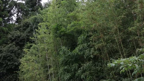 Japanese forest on a sunny day Video stock 158009831