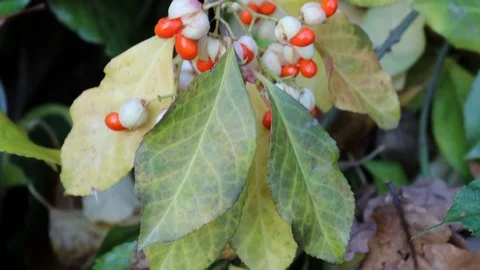 Japanese fortune's spindle euonymus plant branch with red white berries Stock Footage