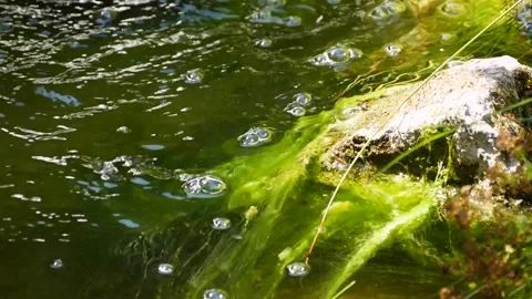 Japanese garden Stock Footage 221362280