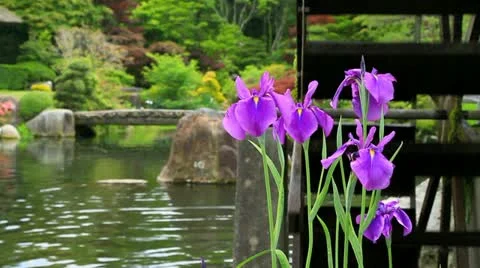 Japanese Garden with iris flowers. Stock Footage