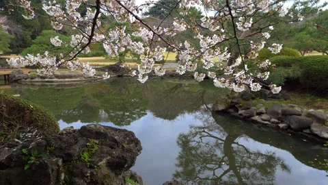 Japanese garden in spring with cherry tree in bloom, Shinjuku Gyoen park in Stock Footage 236441870