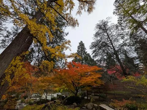 Japanese garden with tall autumn trees, colorful foliage Stock-Fotos