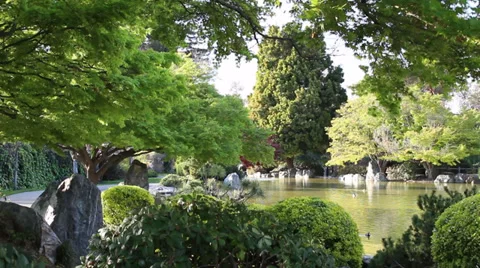 Japanese Garden with Trees and Pond Stock Footage 39910153
