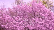 Japanese Garden Vienna - Spring Blossom  Stock Footage