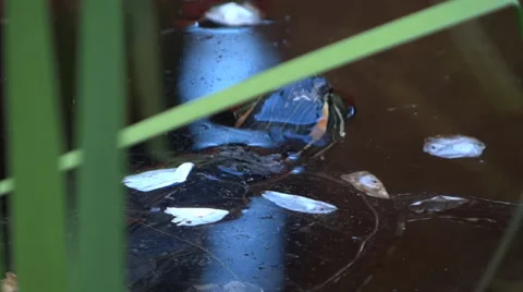 Japanese Garden - Water Turtles In Pond - 15 Stock Footage