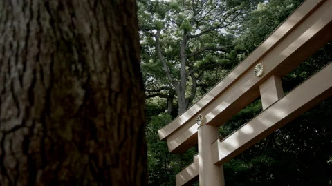 Japanese Gate in the Forest 2 Stock Footage 209381233