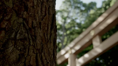 Japanese Gate in the Forest Stock Footage 209381122