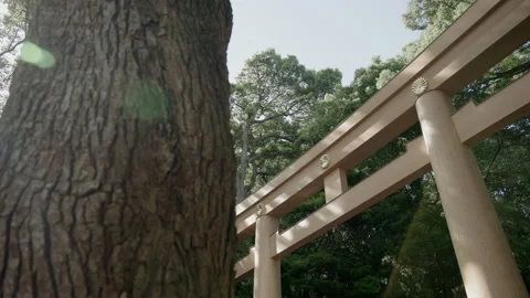 A Japanese Gate in the Forrest. Stock Footage 209378132