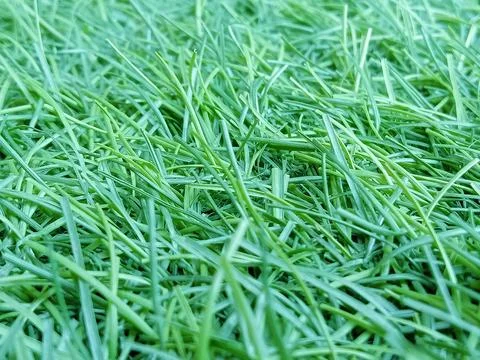 Japanese grass Stock Photos