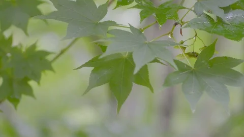 Japanese green Maple tree wind coloured leafs deciduous Koch Sanso garden no peo Stock Footage 119186665