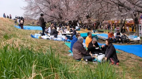 Japanese Having Picnic Or Hanami During Cherry Blossom Season Stock Footage 106964155