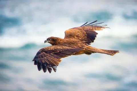 Japanese Hawk in flight Stock Photos