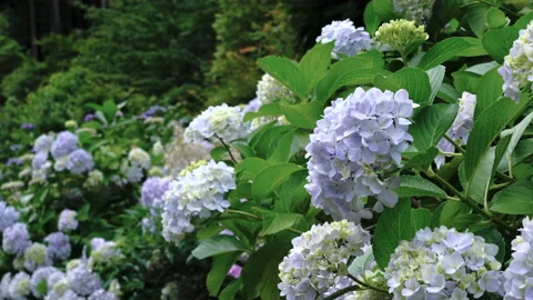 Japanese hydrangea swaying in the wind Video stock 139026632