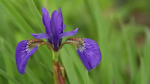 Japanese iris Stock Footage 35787373
