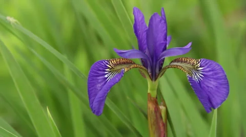 Japanese iris II Stock Footage 35657464