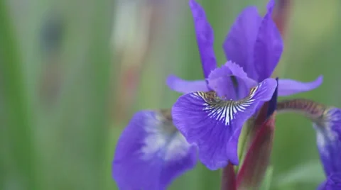Japanese iris III Stock Footage 35657424