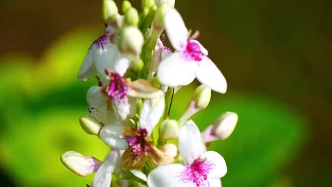 Japanese Jasmine flower or Bunga Melati Jepang Stock Footage 220180136