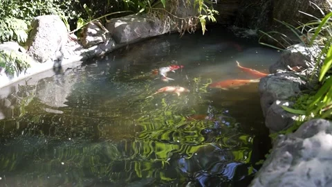 Japanese Koi Carp eating fish food Video stock 147336830