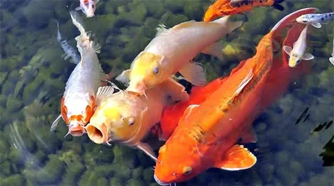 Japanese koi carp Stock Footage 10843486